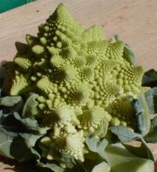 kuerb_kohl.jpg (13121 Byte)