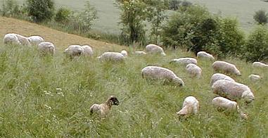 schafe3.jpg (20982 Byte)